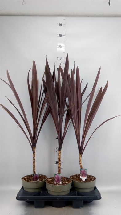 <h4>Cordyline austr. 'Red Star'</h4>