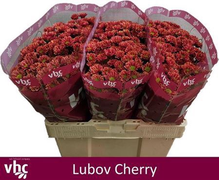 <h4>Chr S Lubov Cherry</h4>