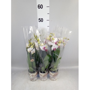 Phalaenopsis multi. 'FC Safe Haven'