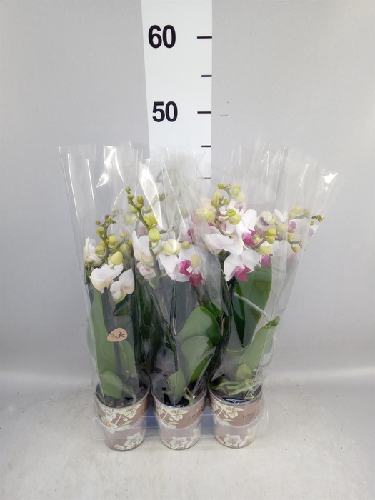 <h4>Phalaenopsis multi. 'FC Safe Haven'</h4>