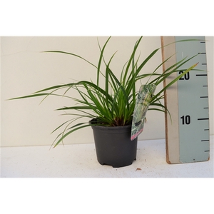 Carex morrowii 'Irish Green' P13