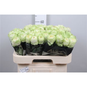 R Gr White Kahala-bb