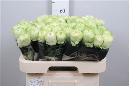 <h4>R Gr White Kahala-bb</h4>