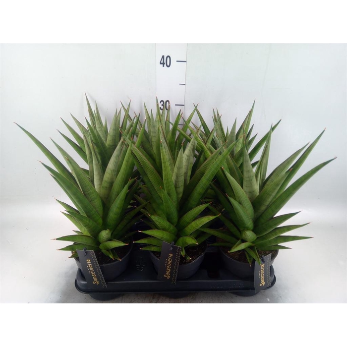 <h4>Sansevieria   ...</h4>