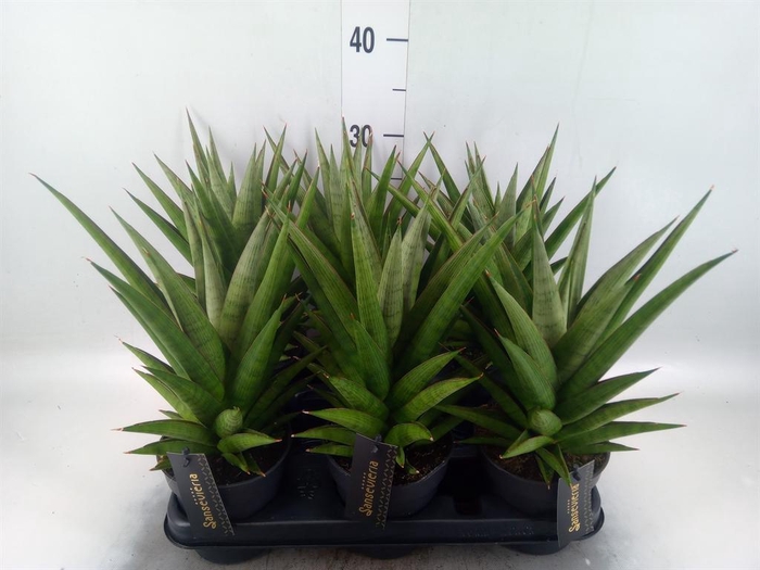 Sansevieria   ...