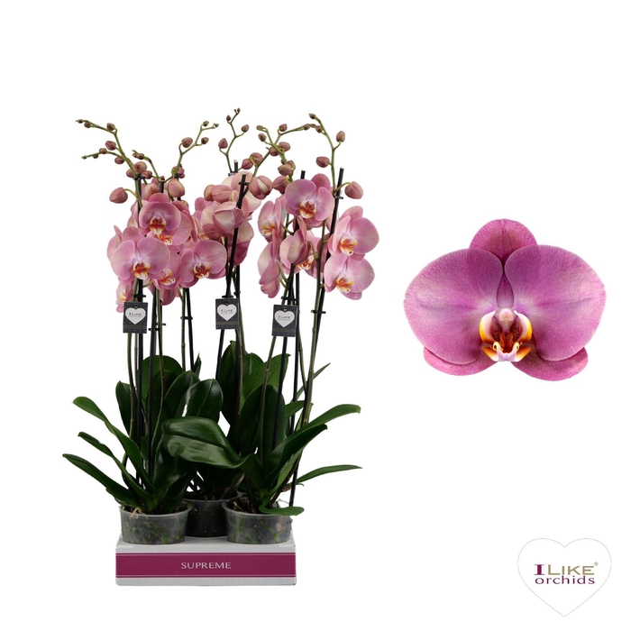 <h4>Phalaenopsis ...</h4>