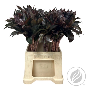 Cordyline Compacta Purple 52cm