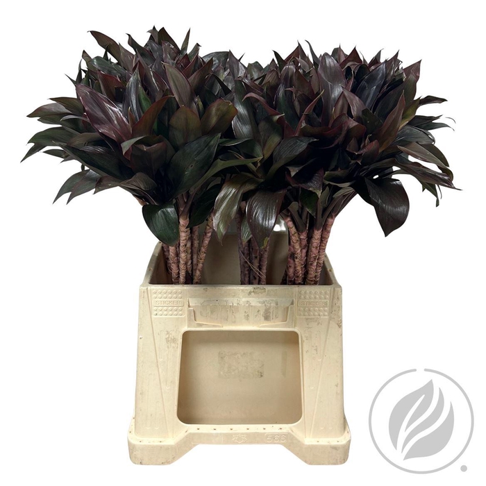 <h4>Cordyline Compacta Purple 52cm</h4>