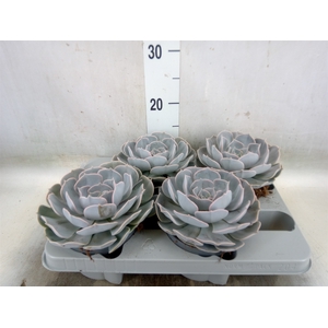 Echeveria  'Pollux'