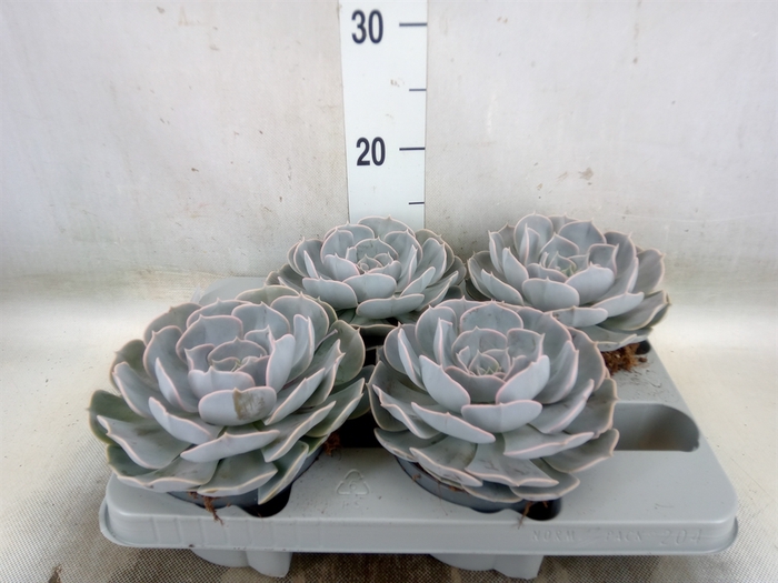 <h4>Echeveria  'Pollux'</h4>