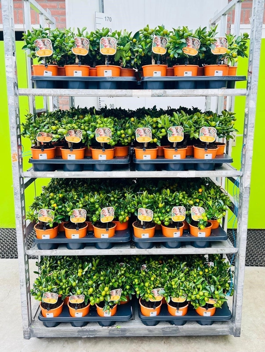 <h4>Citrus Calamondin medium-stem (s2)</h4>