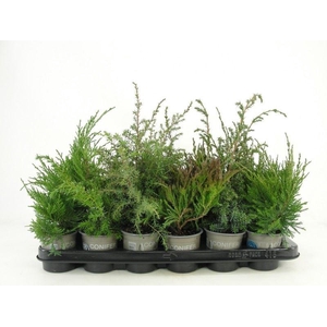 Juniperus ...