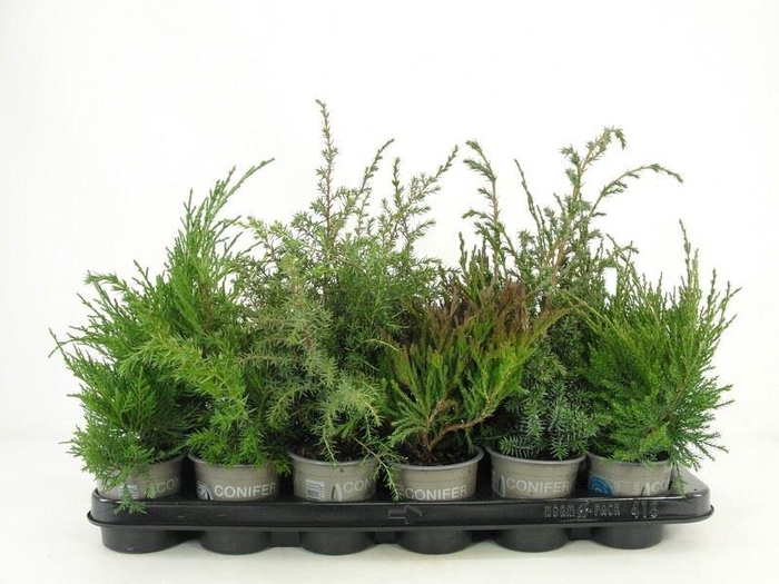 <h4>Juniperus ...</h4>