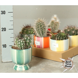CACTUS OV