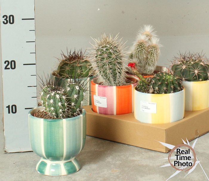 <h4>CACTUS OV</h4>