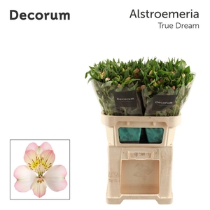 ALSTR TRUE DREAM Decorum