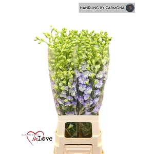 CONS R DELQ WBL EDGE