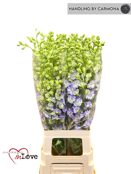 <h4>CONS R DELQ WBL EDGE</h4>