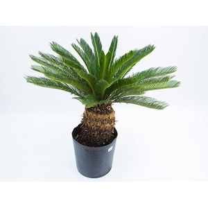 PALMEIRA CYCAS REVOLUTA TR 40L