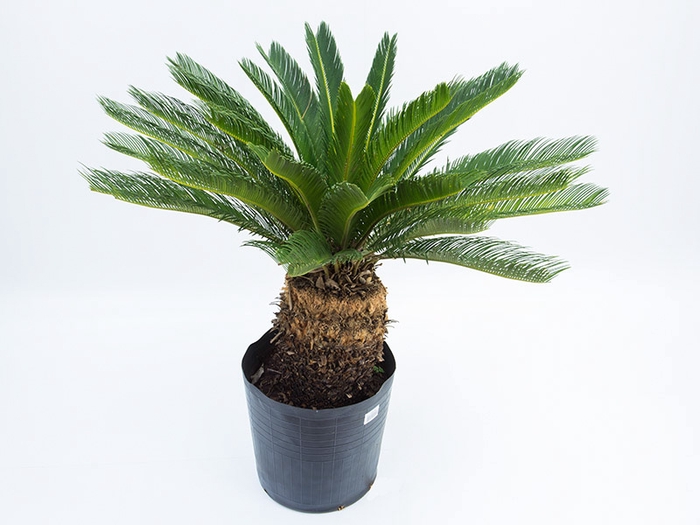 <h4>PALMEIRA CYCAS REVOLUTA TR 40L</h4>