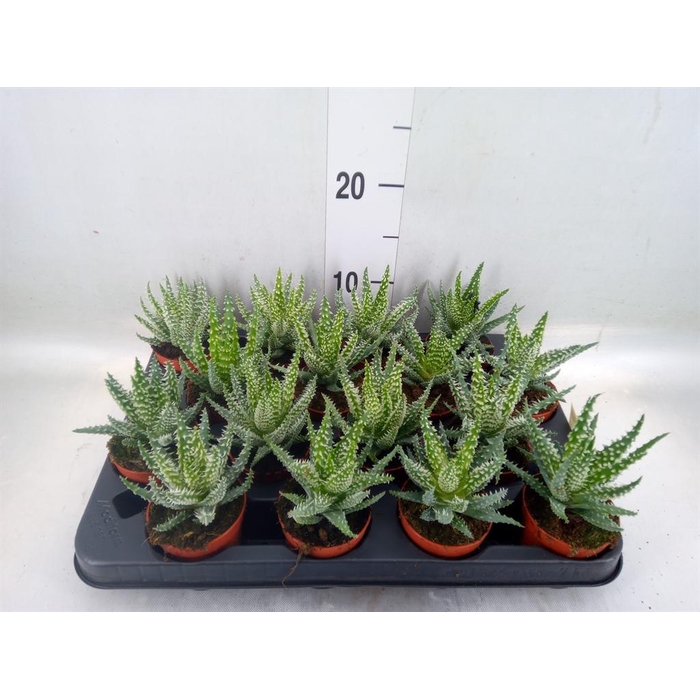 <h4>Aloe humilis</h4>