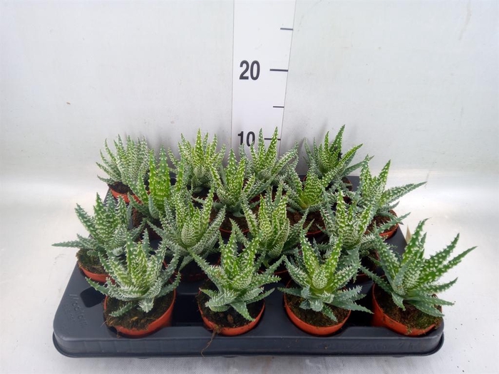 <h4>Aloe humilis</h4>