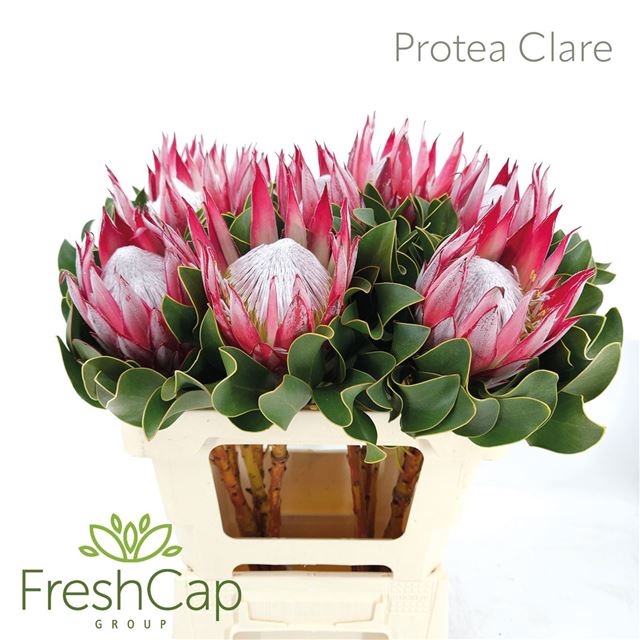 <h4>PROTEA CY CLARE</h4>