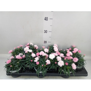 Dianthus  'I Love U'