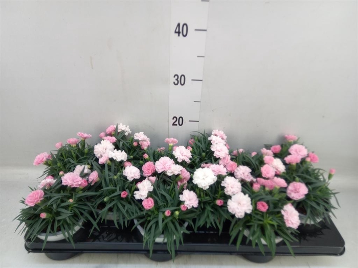 <h4>Dianthus  'I Love U'</h4>