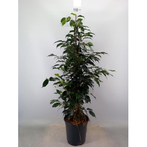 Ficus benja. 'Danielle'