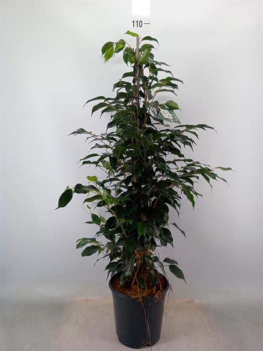 <h4>Ficus benja. 'Danielle'</h4>