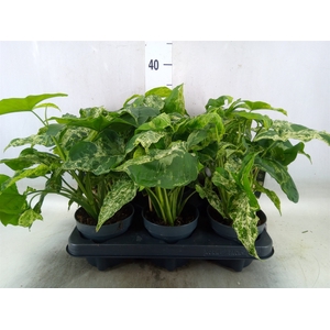 Syngonium podop. 'Mottled'