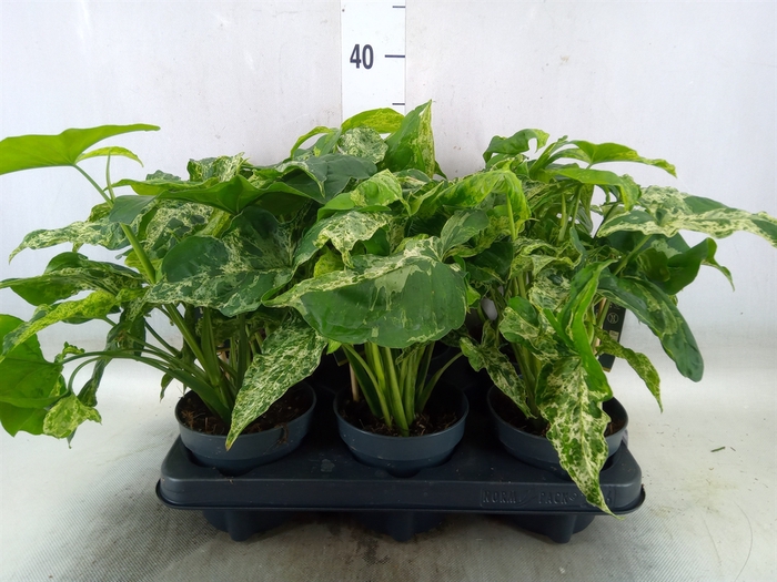 <h4>Syngonium podop. 'Mottled'</h4>
