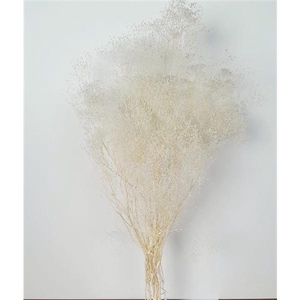 GESTABILISEERD GYPS MILLION STAR GEBLEEKT