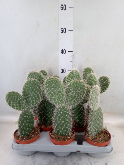 <h4>Opuntia</h4>