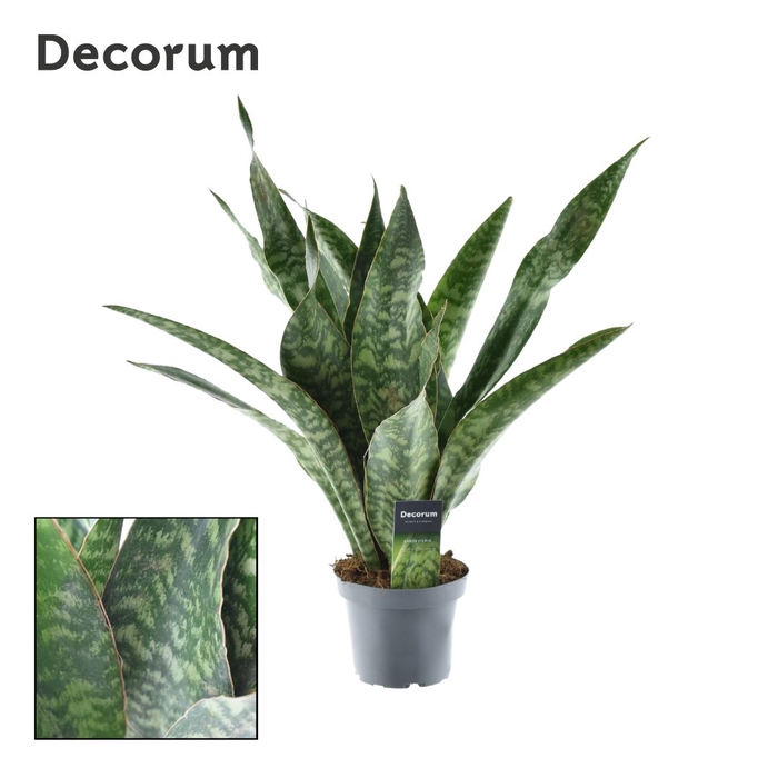 <h4>Sansevieria Aubrytniana Dragon (Decorum)</h4>