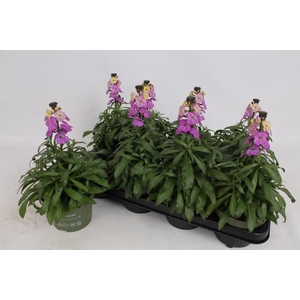 ERYS LEY PURPLE GLOW