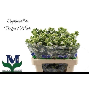 OXY CO PERF WHI HARM