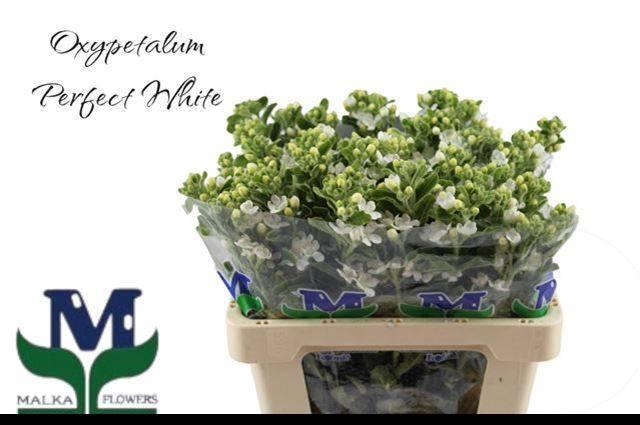 <h4>OXY CO PERF WHI HARM</h4>