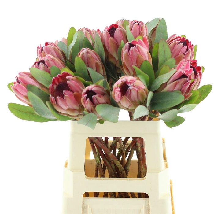 <h4>PROTEA SYLVIA</h4>