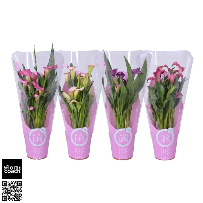 <h4>Zantedeschia gemengd Calla Moederdag mix in MoreLIPS® hoes</h4>