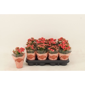 Kalanchoe Grandiva Cates