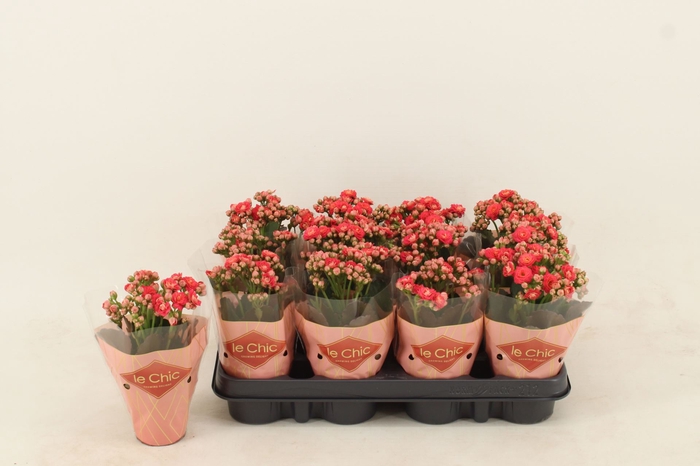 Kalanchoe Grandiva Cates