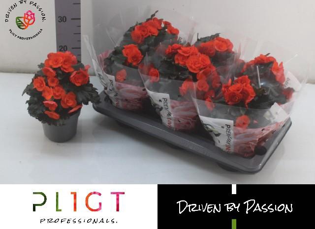 <h4>Beg Du Mocca Orange</h4>