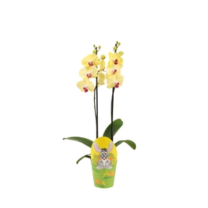 Cover Easter Phal Geel 2T14+