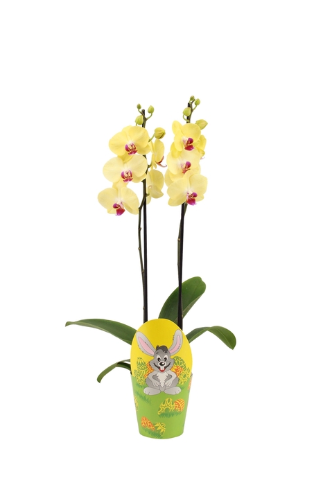 <h4>Cover Easter Phal Geel 2T14+</h4>