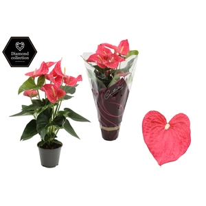 Anthurium 14 cm Maine in Couture Diamond Line Purple sleeve