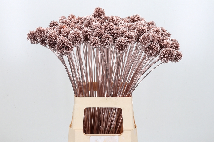 <h4>Allium Sphaero Kl Bh Champagne</h4>