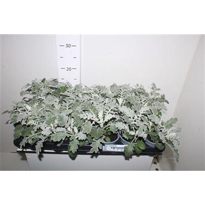 Senecio Maritima P9