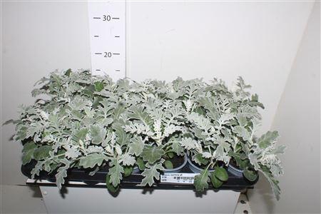 <h4>Senecio Maritima P9</h4>
